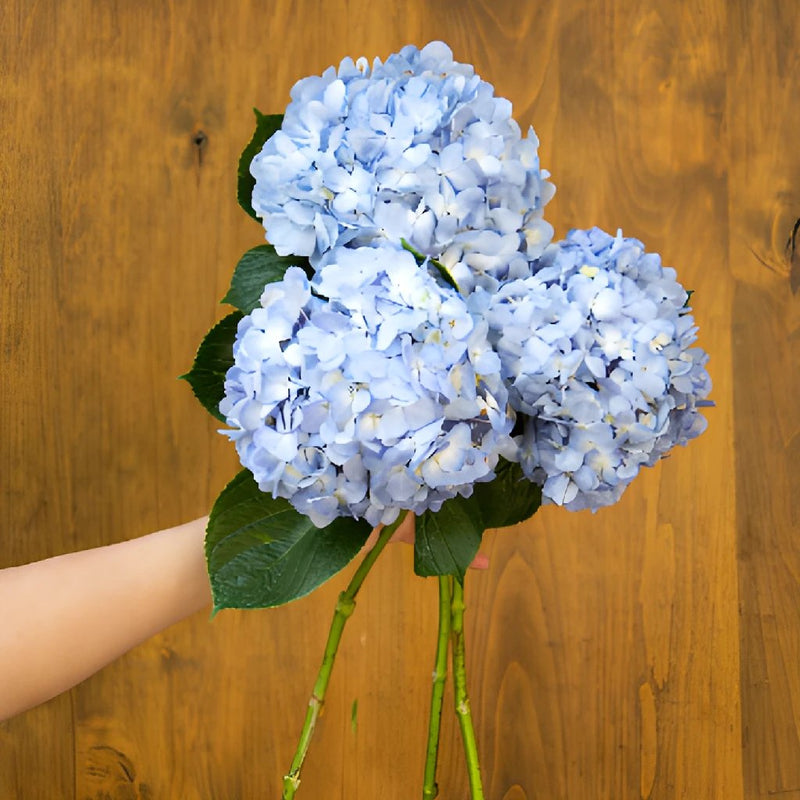 Shocking Blue Hydrangea Wholesale Flower Bunch in a hand