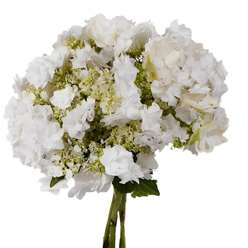 Wedding White Hydrangea Wholesale Flower Bunch