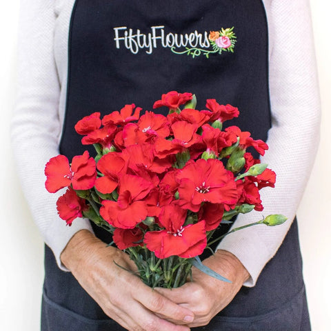 Red Solomio Wholesale Flower Bunch In a Hand