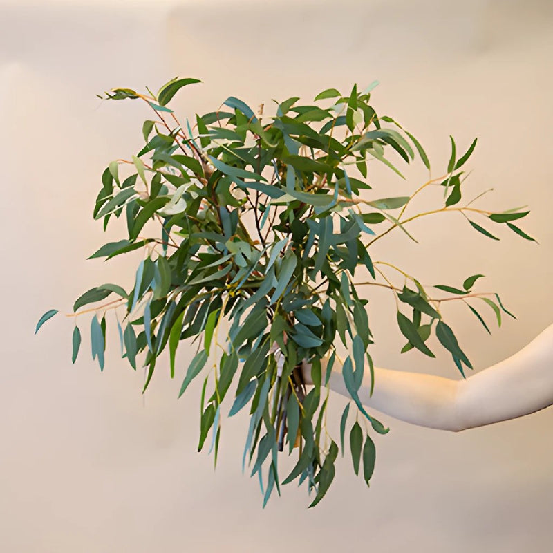 Willow Eucalyptus Wholesale Greenery Bunch In a Hand