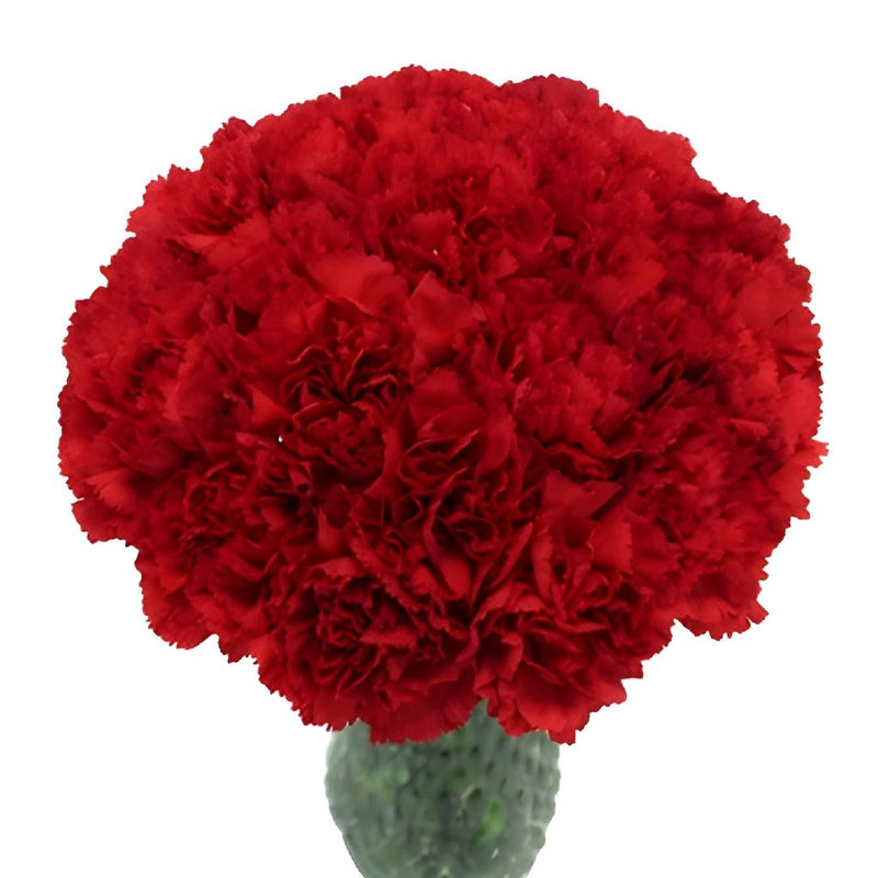 Valentines Red Carnation Flowers