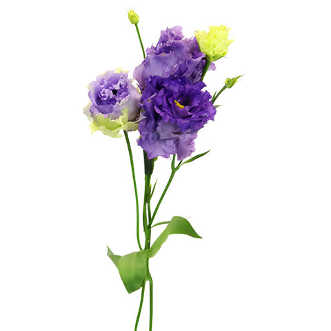 Double Alissa Blue Purple Lisianthus Wholesale Flower Stem