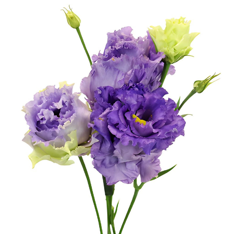 Double Alissa Blue Purple Lisianthus Wholesale Flower Bloom