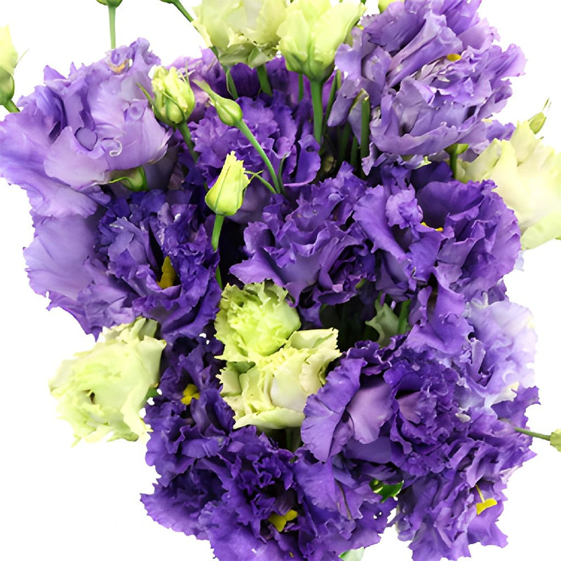 Double Alissa Blue Purple Lisianthus Wholesale Flower Upclose