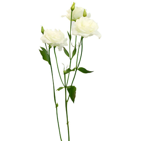 Double Alissa White Lisianthus Wholesale Flower Stem