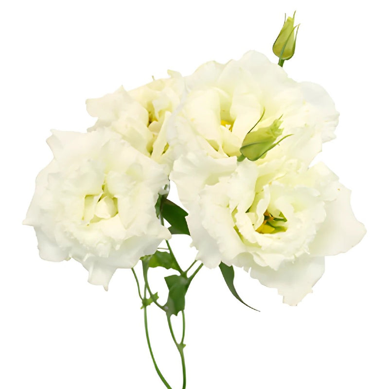 Double Alissa White Lisianthus Wholesale Flower Bloom