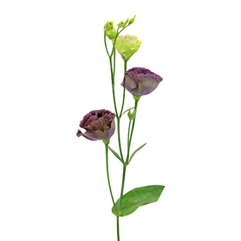 Double Rosanne Black Pearl Lisianthus Wholesale Flower Stem