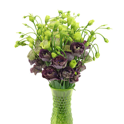 Double Rosanne Black Pearl Lisianthus Wholesale Flower In a vase