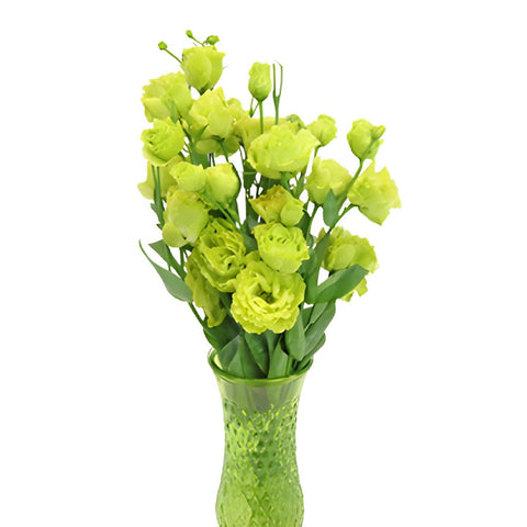 Double Rosanne Green Lisianthus Wholesale Flower In a vase