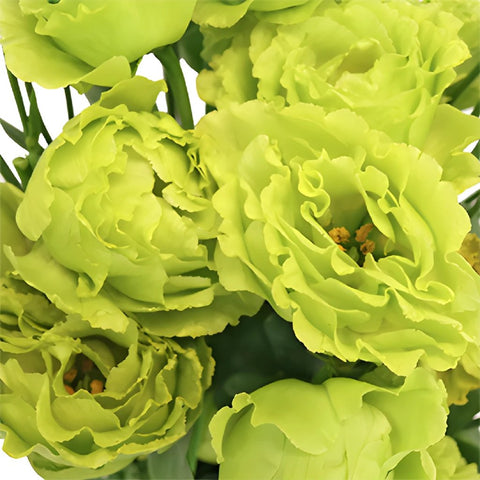 Double Rosanne Green Lisianthus Wholesale Flower Upclose