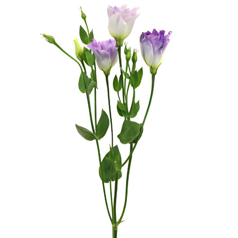 Hues of Lavender Lisianthus Flower