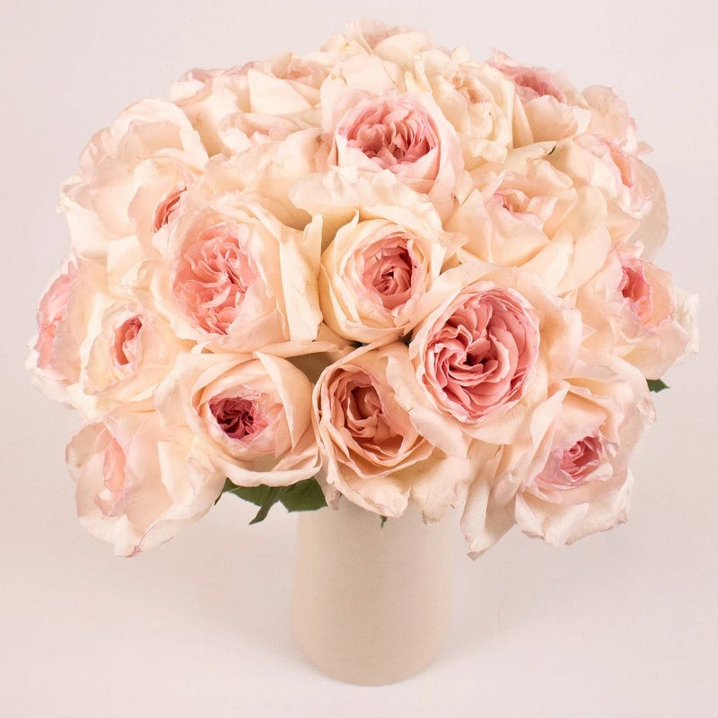Dream Catcher Soft Pink Rose in Vase