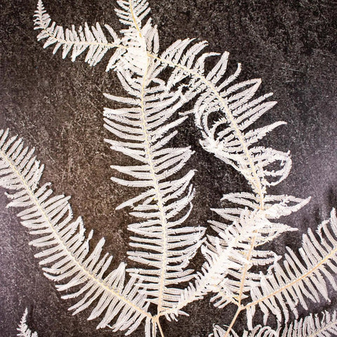 Dried Bleached Mountain Fern Up Close