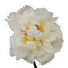White Peonies Flower March Delivery