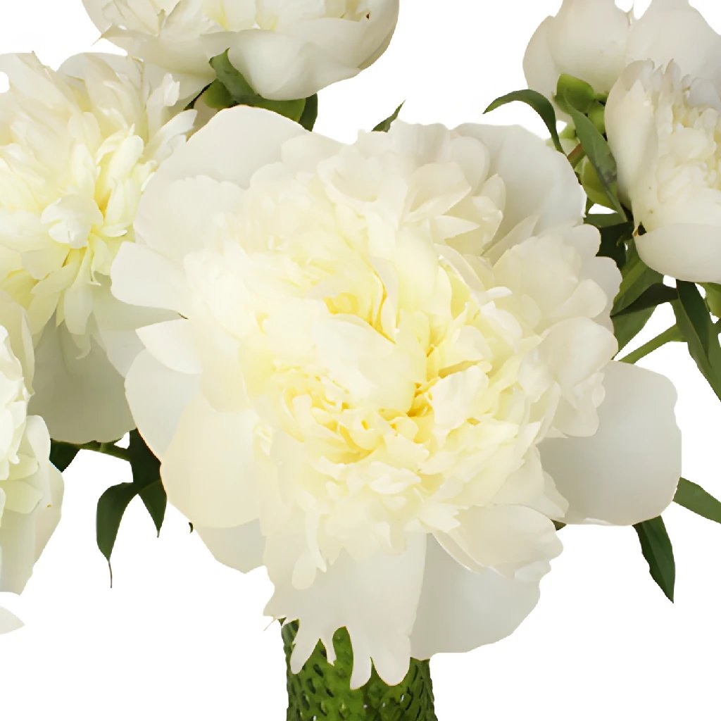 White peony on sale