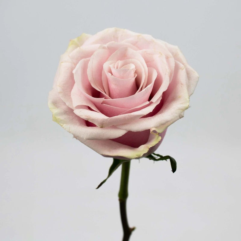 Dusty Light Pink Rose Flower Stem