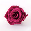 Preserved Dusty Pink Rose