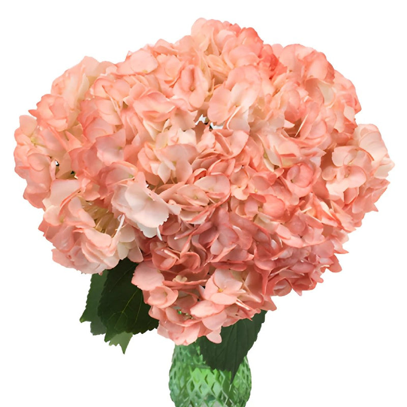 Dusty Rose Airbrushed Hydrangea in a Vase