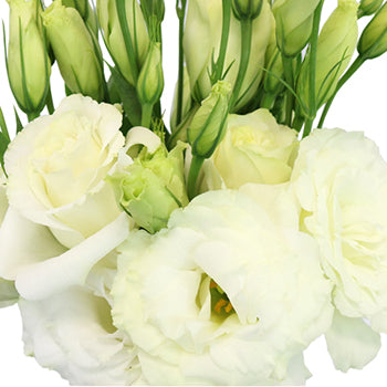 White Lisianthus Flowers Express Delivery