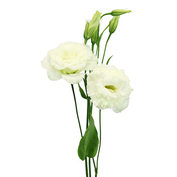 White Lisianthus Flowers Express Delivery