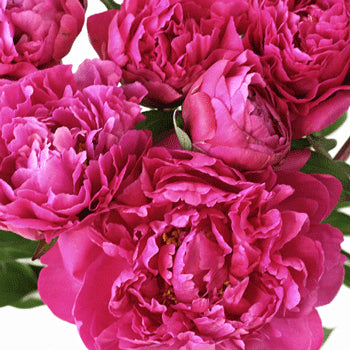Buy Wholesale Coral Peony Flowers for June Delivery in Bulk - Fifty