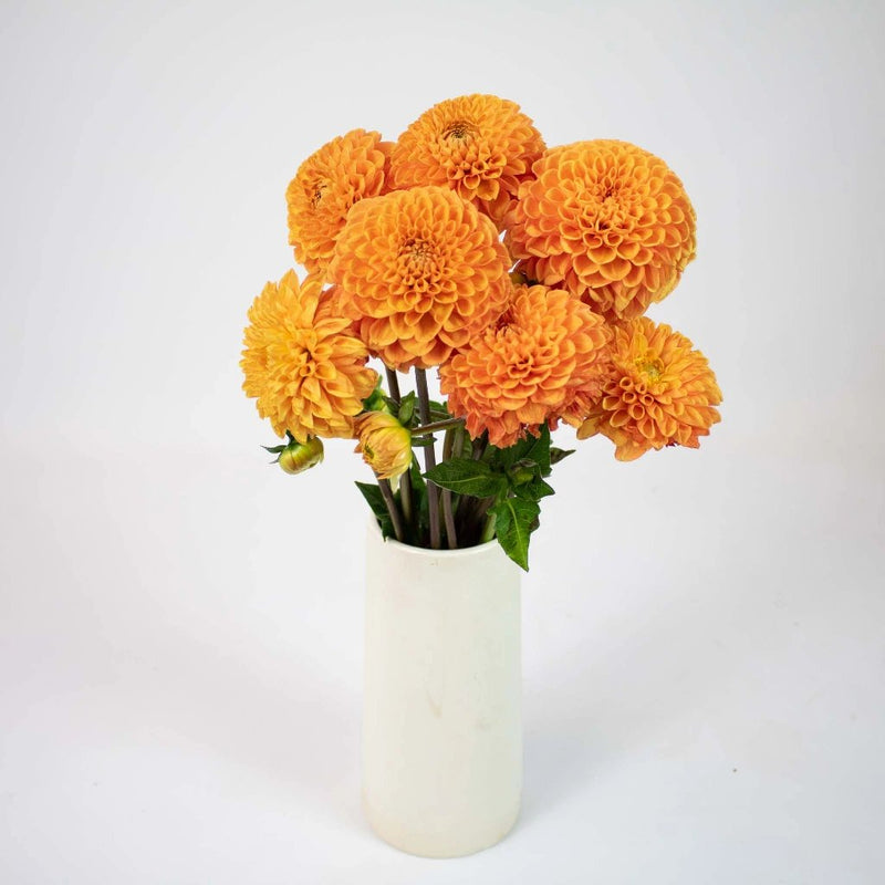 Egyptian Sun Dahlia Flower Bunch in Vase