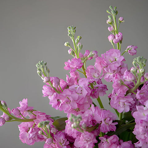 El Aleli Light Pink Stock Wholesale Flower Upclose