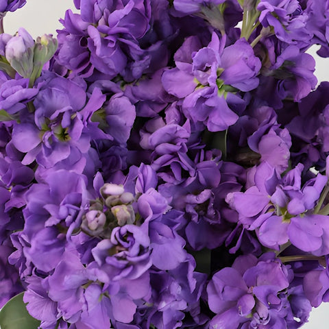 El Aleli Purple Stock Wholesale Flower Upclose