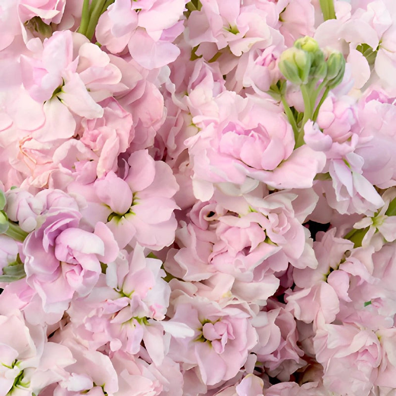 El Aleli Sweetheart Pink Stock Wholesale Flower Upclose