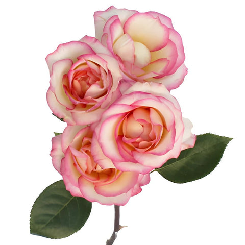 Electra Light Pink and White Spray Rose Stem