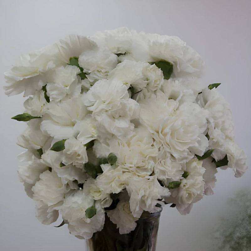 Elegant White Carnation Flowers In a vase