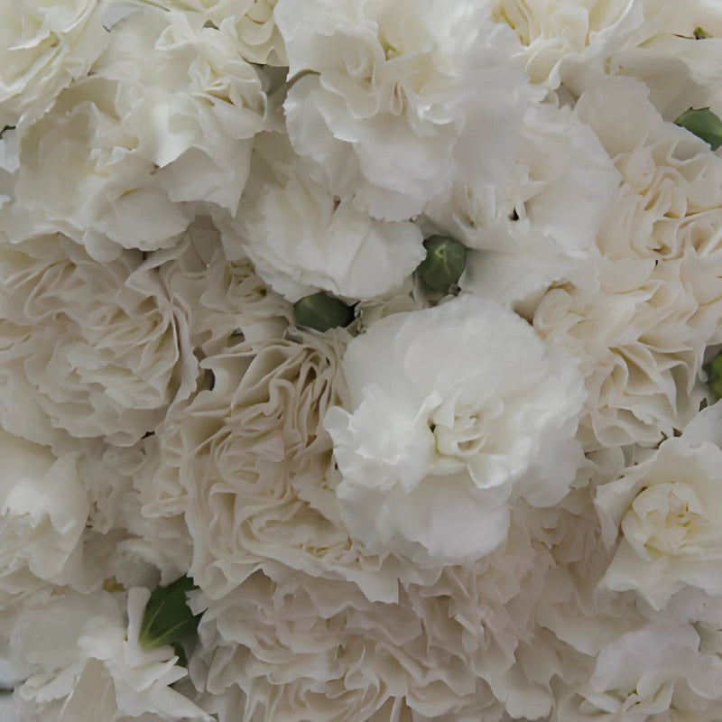 Elegant White Wholesale Carnations Up close