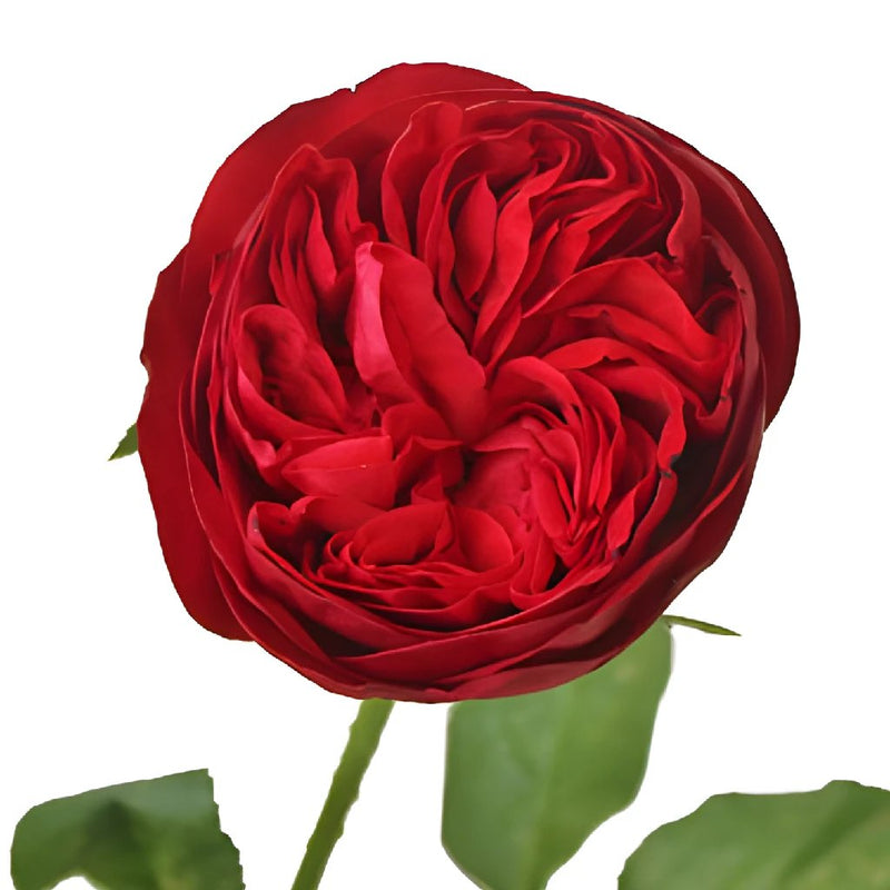 Enticing Red Garden Rose Stem