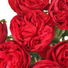Enticing Red Garden Rose