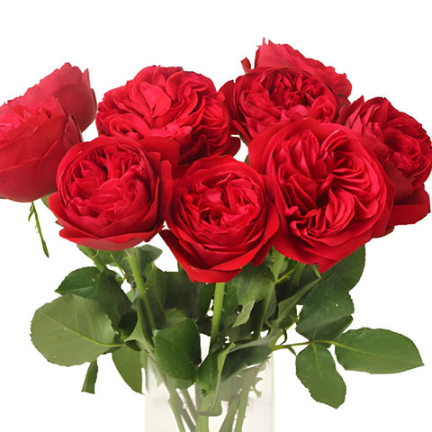 Enticing Red Garden Wholesale Roses In a vase