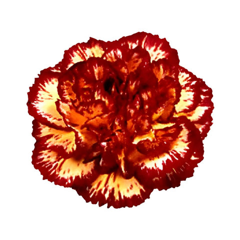 Eruption VF Yellow and Burgundy Carnations bloom