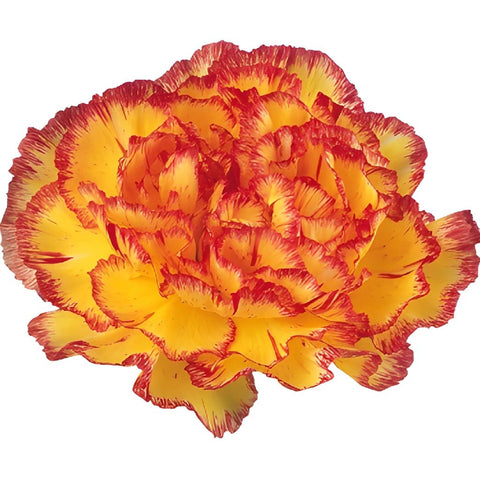 Eruption Yellow and Red Carnation Bloom