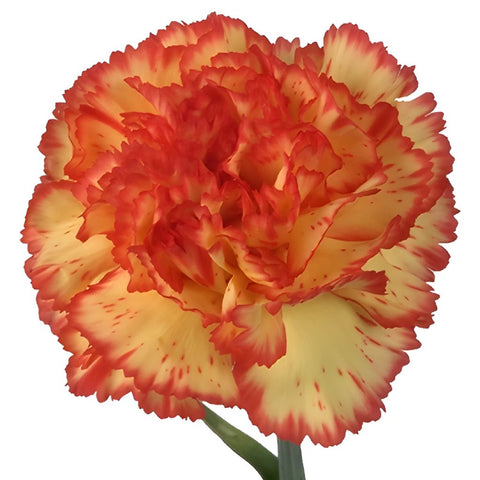 Eruption Yellow and Red Carnations side stem