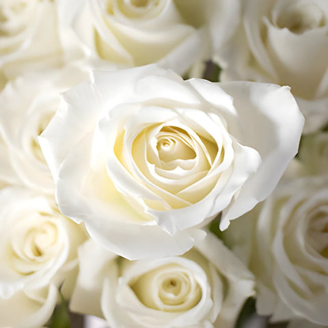 White rose DIY wedding flowers