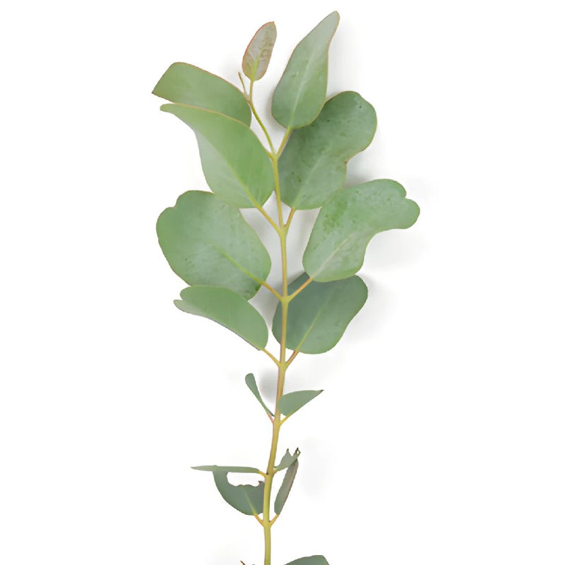 Eucalyptus Gunnii Wholesale FlatLay