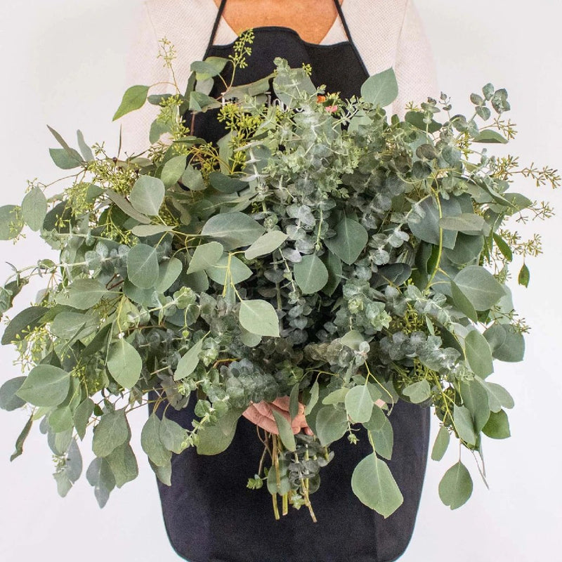 Eucalyptus Mixed Pack Wholesale Greenery Bunch In a Hand