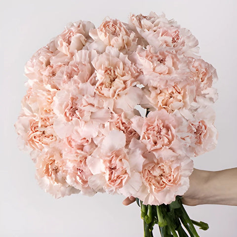 Faith Pink Carnation Bunch in a hand