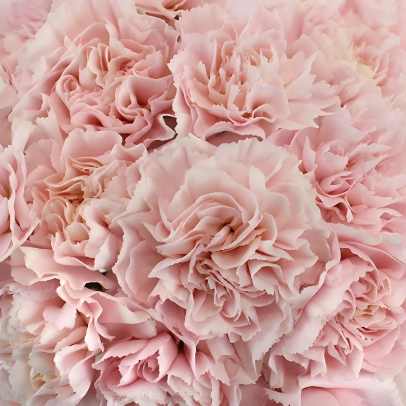 Faith Pink Wholesale Carnations Up close