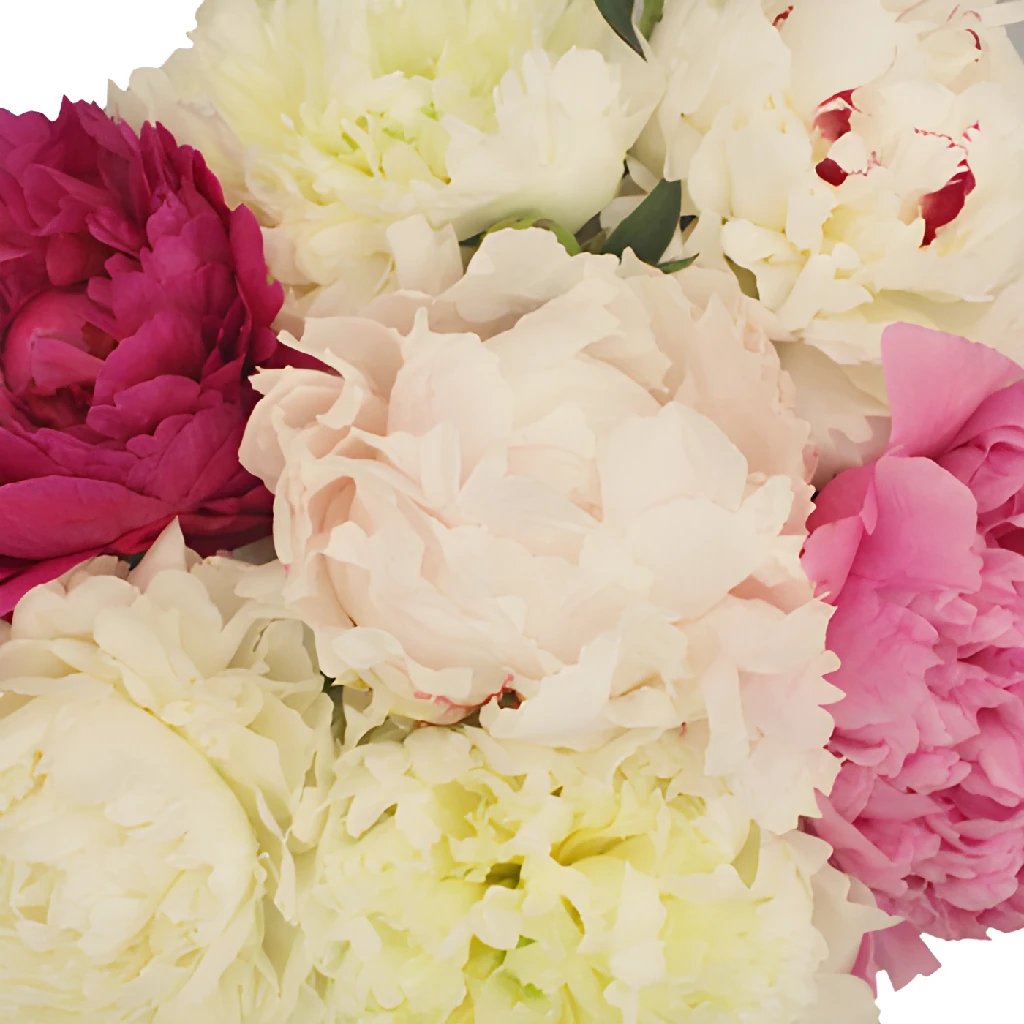 Buy Wholesale Peony Flowers Mixed Color November Delivery in Bulk -...