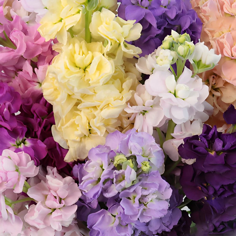 Farm Mix Colors Stock Wholesale Flower Upclose