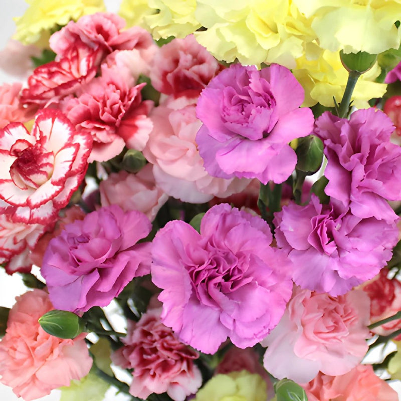 Farm Mix Mini Wholesale Carnations Up close