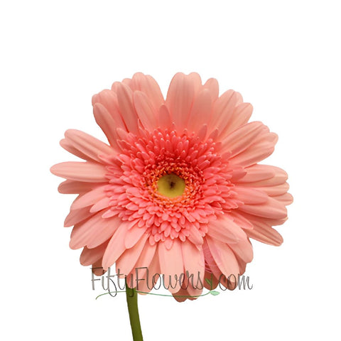 Gerbera Daisy Fassination Coral Flower Up close