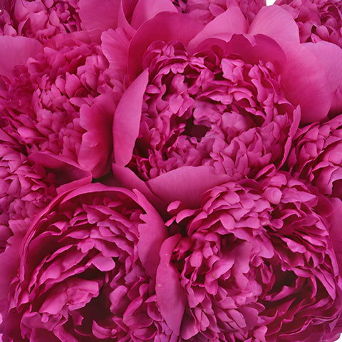 Felix Crouse Pink and Purple Peonies up close