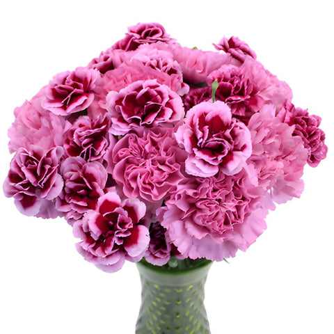 Fierce Pink Carnation Flowers In a vase