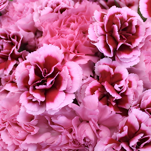 Fierce Pink Wholesale Carnations Up close